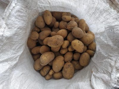 Продам картоплю дрібна (фуражна).