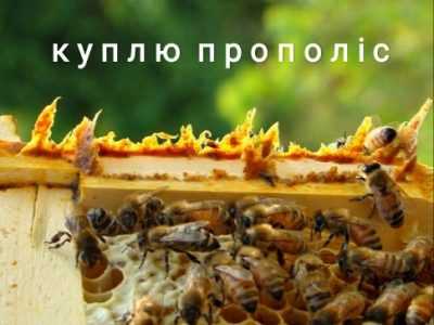 Куплю прополіс постійно.