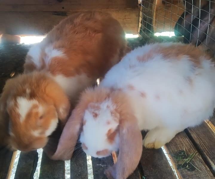 Продам кроликів.