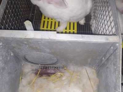 Кролики породи Термондська біла