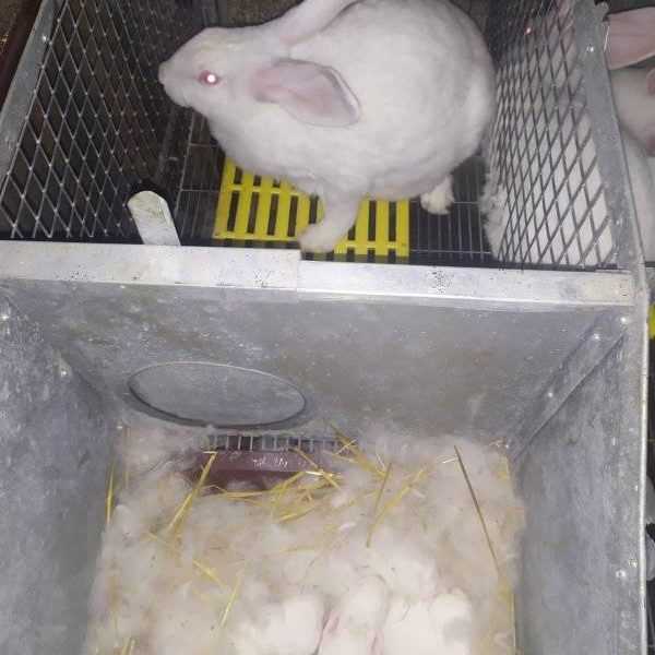 Кролики породи Термондська біла