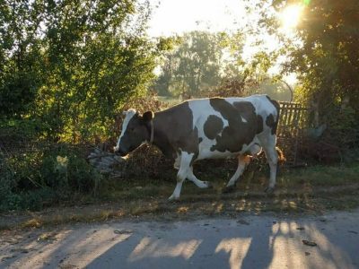 Продам корову на молоко