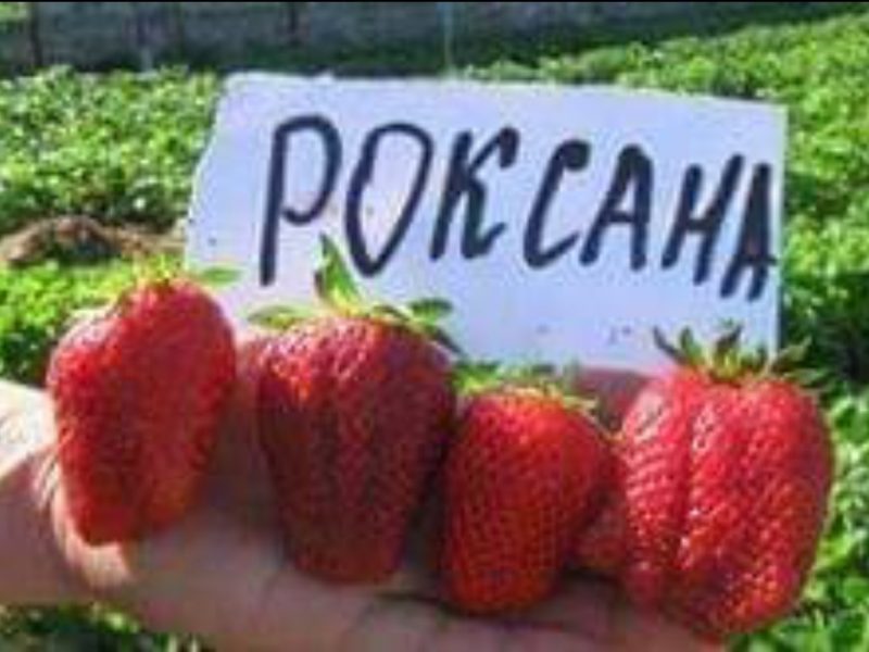 Продам саженцы, рассаду клубники