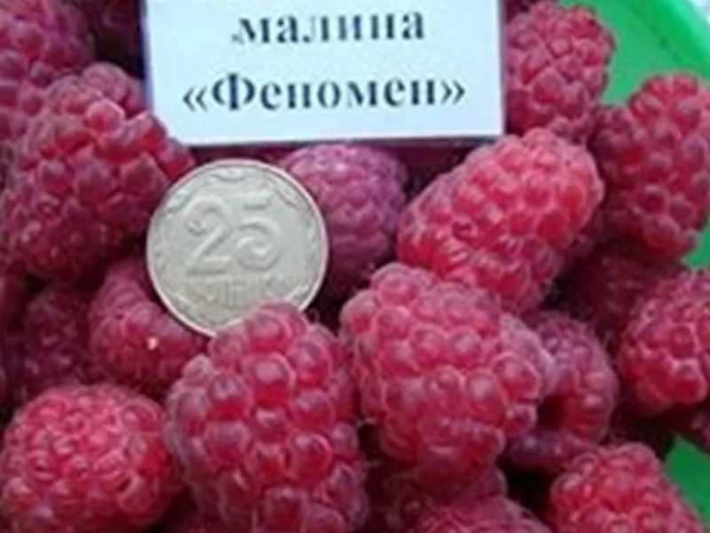 Продам саженцы малины,смородины,еживики