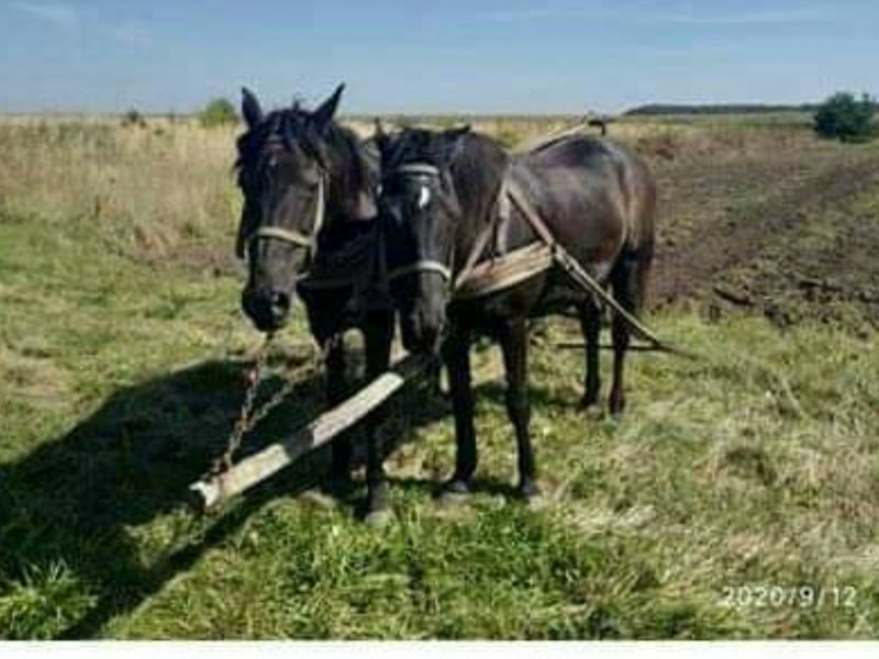 Продається пара робочих кобил