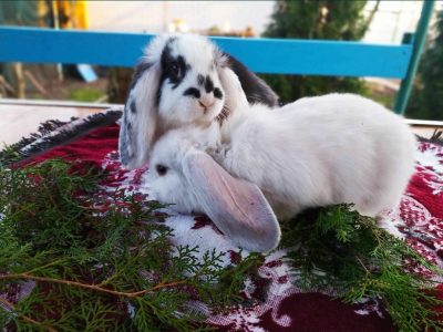 Придлогаю к продаже кроликів