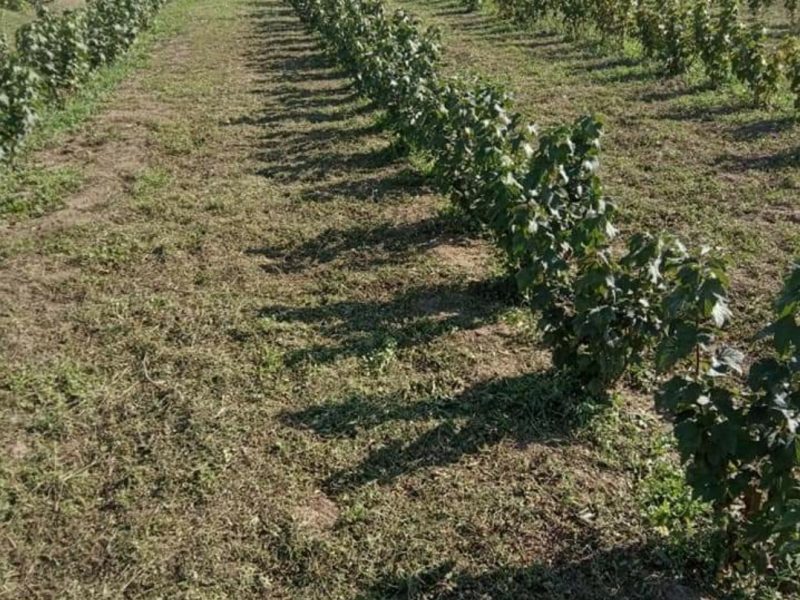 Якісний однорічний сатженець