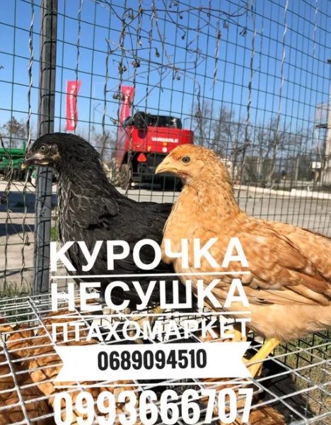 Курочка Несушка Куры Адлер серебристый