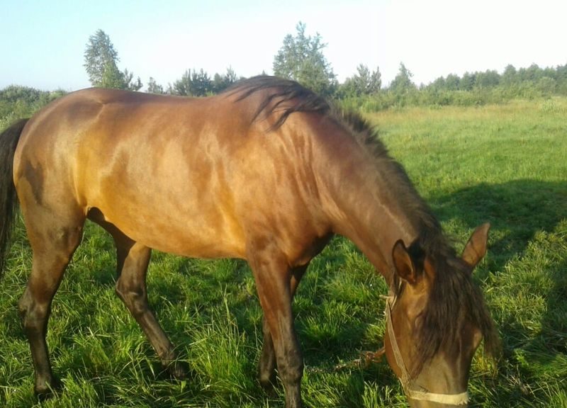 Продам робочу кобилку.