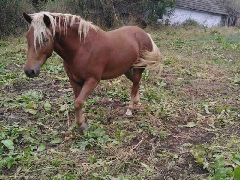 Продається кобила 5 рок. і лошичка 6 міс.