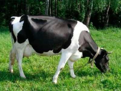 Продаи тільну корову
