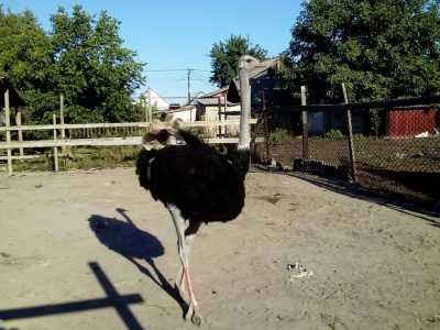 Продам чорно африканских страусят