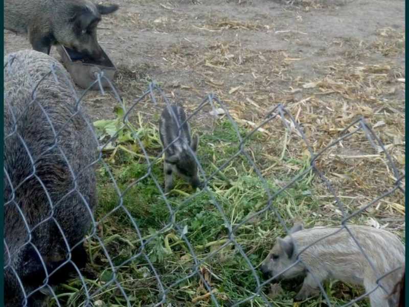 Продам поросят дікого кабана