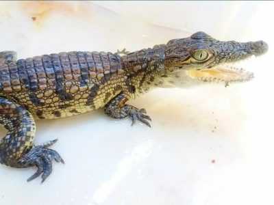 Продам домашнего крокодиіла