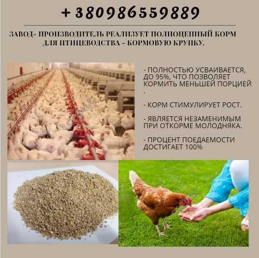 Завод - производитель реализует полноценный корм для птицеводства и животноводства - кормовую крупку.