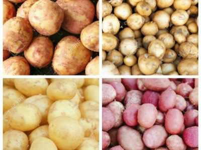 Продажа картоплі