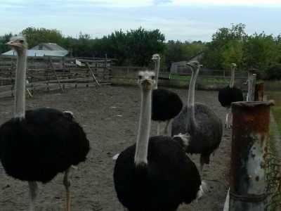 Продам страусов