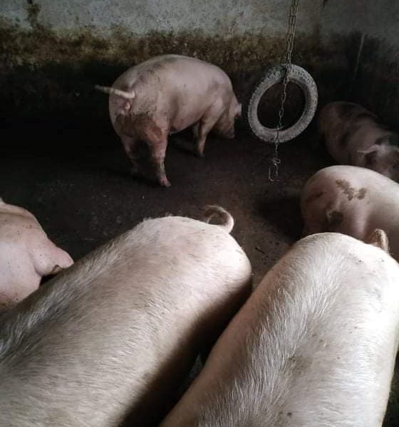 Пропоную домашніх свиней