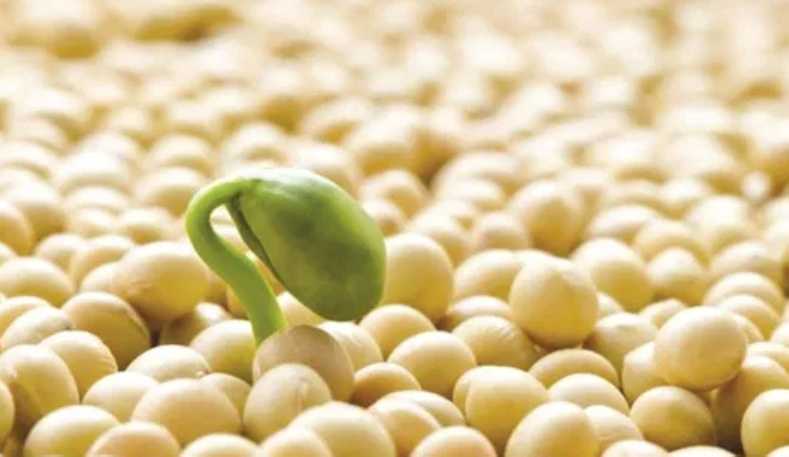 Продам насіння сої раундапостійка ГМО,семена сои трансгенный сорт