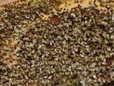 Продам пчёл, пчелосемьи, бджолині сім'ї, бджолосім'ї