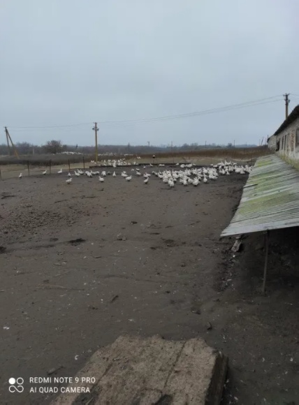Продам ферму, птичник, телятник в Солонянском районе Днепр