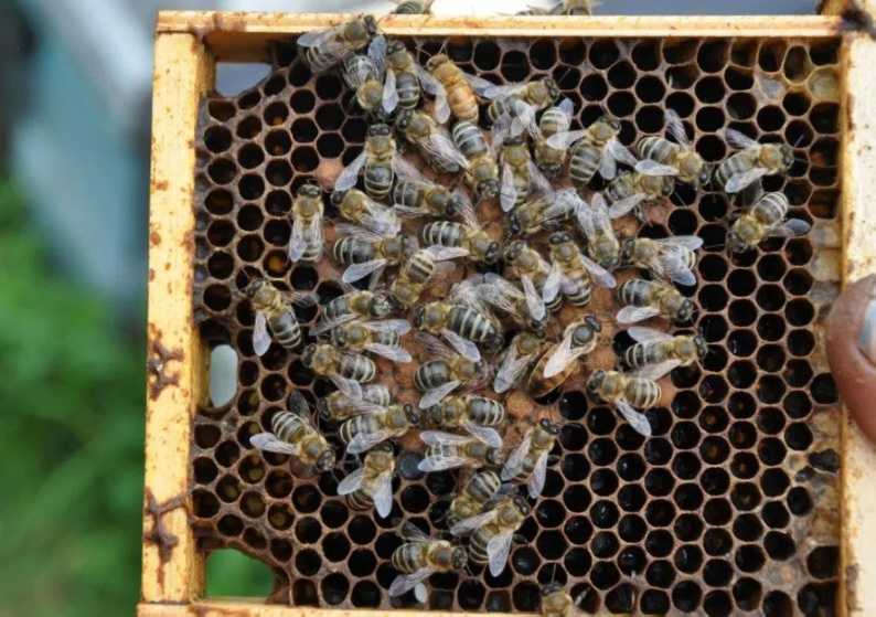 Предлагаем всем. Пчелы 1200г. Отводки. Apis mellifera Карпатка.