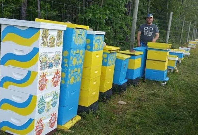 Предлагаем всем. Пчелы 1200г. Отводки. Apis mellifera Карпатка.