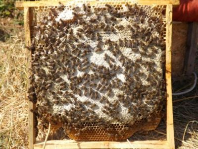 Предлагаем всем. Пчелы 1200г. Отводки. Apis mellifera Карпатка.