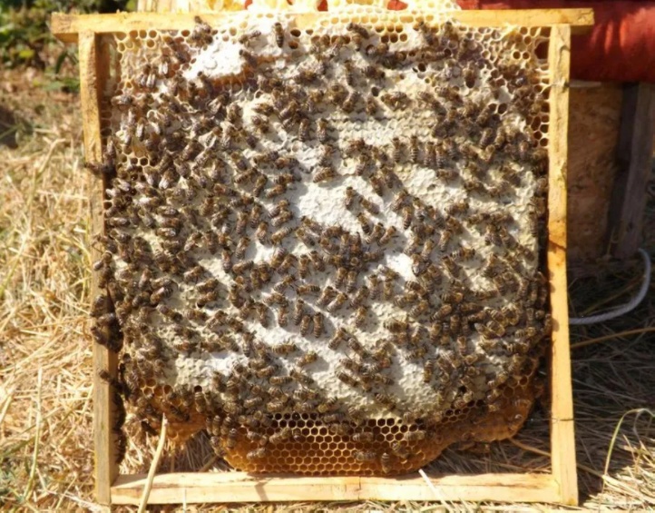 Предлагаем всем. Пчелы 1200г. Отводки. Apis mellifera Карпатка.