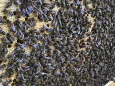 Плідні бджоломатки плодные матки