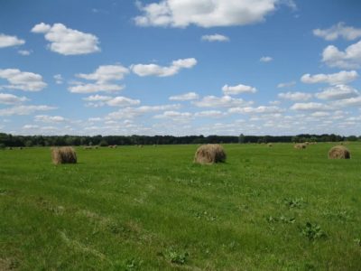 Здам в оренду земельний пай(сіножать)