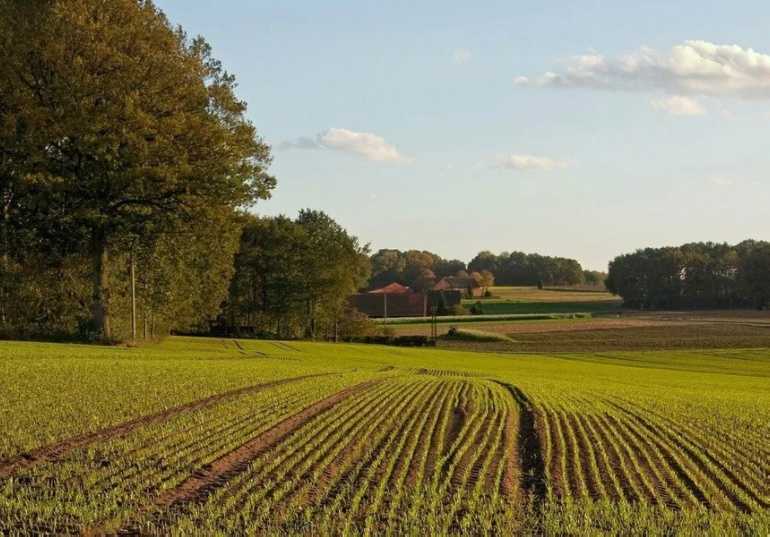 Продам срочно пай, земельну ділмянку