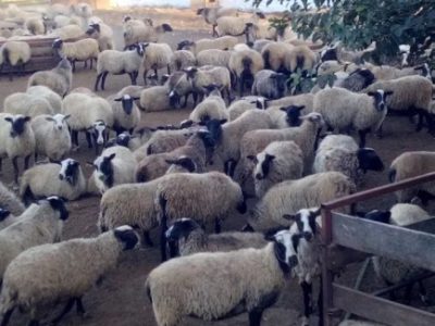 Романовские бараны ярки овцы
