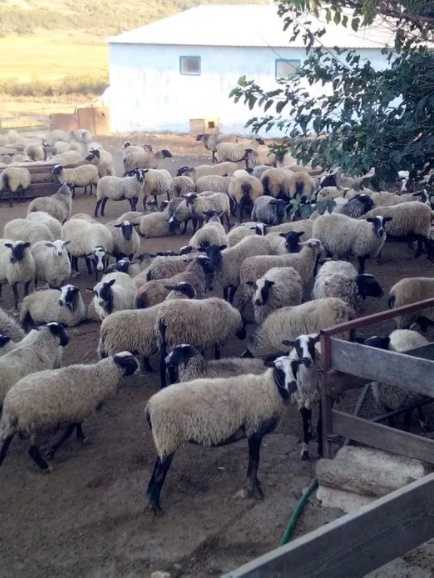 Романовские бараны ярки овцы