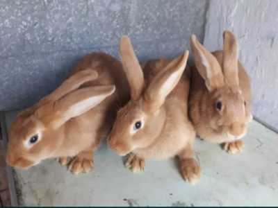 Кролики молодняк Каліфорнія, Боргундія (Каліфорнійці, Боргунці)