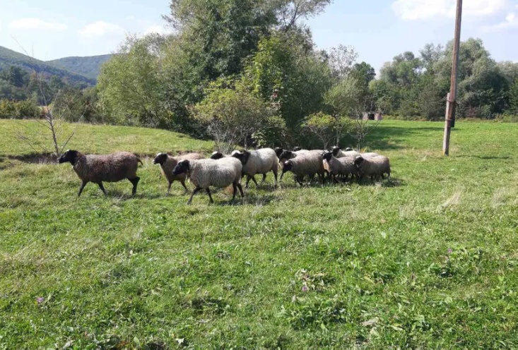 Вівці Романівської породи, Романівські вівці, Романовские овцы