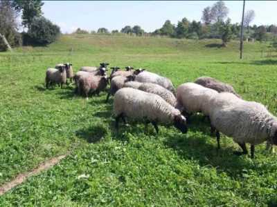Вівці Романівської породи, Романівські вівці, Романовские овцы