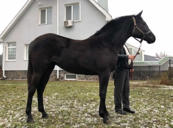 Продам Лошадь(Кобылу) «Украиская верховая»