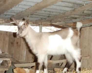 Козочка от 100 проц породистого альпийского козла, коза зааненская.