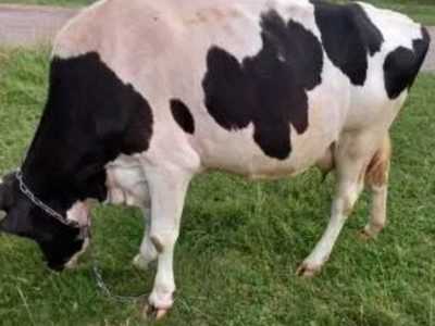 Корова порода Голштин