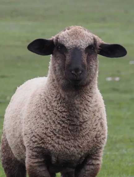 Продаются овцы в Ковеле