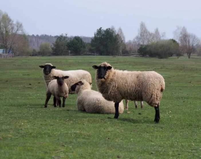 Продаются овцы в Ковеле