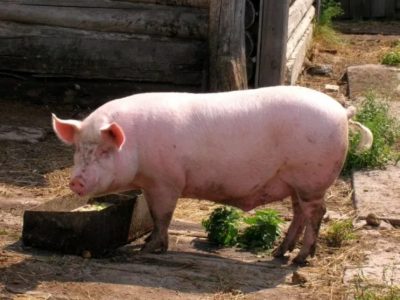 Продам свиней беконной породы!!!