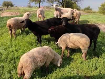 Овцы,ягнята мясных пород