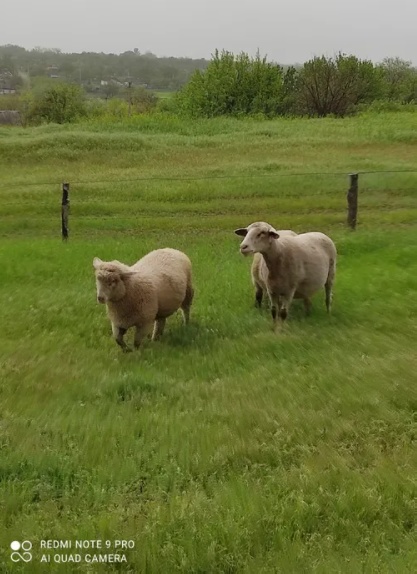 Овцы,ягнята мясных пород