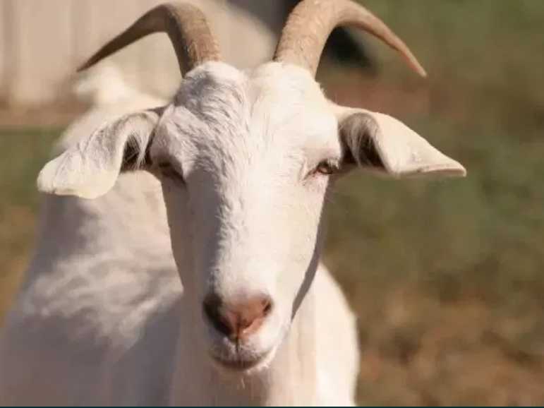 Продам дойную козу не дорого