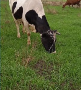 Корову молоду молочну