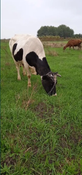 Корову молоду молочну
