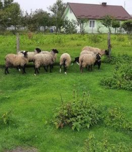 Романівські вівці ,овцы