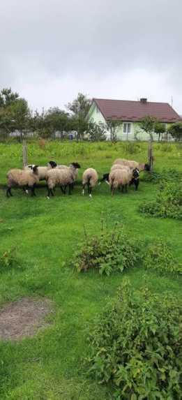 Романівські вівці ,овцы